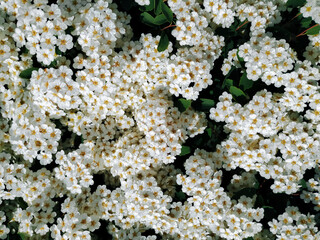 Flowering spirea bush in the botanical garden close-up. Natural background of white blooming flowers and green leaves.