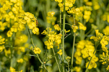In a flowering rapeseed field. Rapeseed flowers yellow to sun. The farmer grows oilseed rape