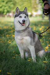 Beautiful thoroughbred husky on a walk in the summer park.