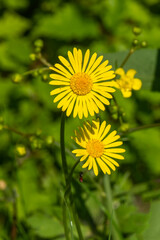 yellow dandelion flower