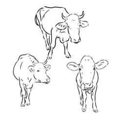 breeding cow. grazing cattle. animal husbandry. livestock. vector sketch on a grey background