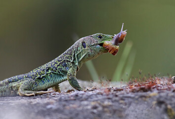 Close up portrait of a stunning ocellated lizard or jewelled lizard (Timon lepidus) eating a snail...