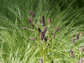 Sanguisorba menziesii . Pimpenelles menzies ou Sanguisorbe rouge à floraison rose pourpre en épis sur tiges retombantes aux petites feuilles pennées, découpés bleu-vert 