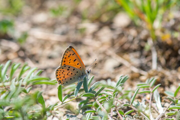 butterfly on a flower