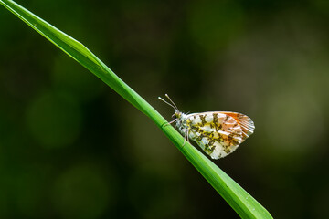 butterfly on leaf