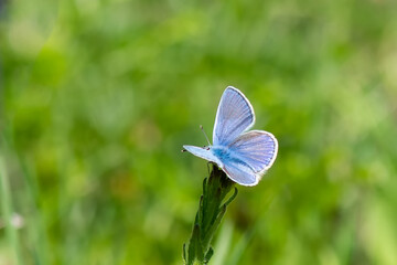 Lycaenidae / Çokgözlü Mavi / Common Blue / Polyommatus icarus