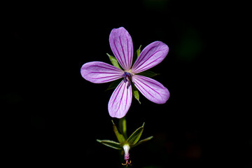 Fototapeta na wymiar flower