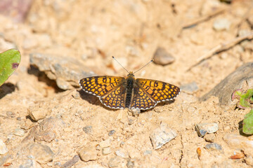 butterfly on the ground