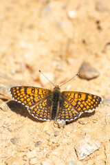 Plakat butterfly on the sand