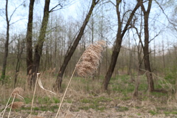 A beautiful plant on a background of trees.