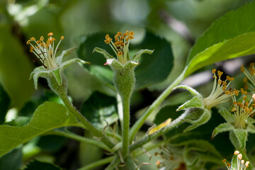 Apple ovary. Apple blossom after flowering. After flowering, fruits are formed. Selective focus.