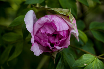 An unopened flower of a pink tree peony. Tree peony flower. Selective focus.