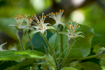 Apple ovary. Apple blossom after flowering. After flowering, fruits are formed. Selective focus.