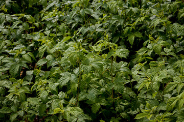 Green raspberry bushes. Raspberry plantation in spring. Selective focus.