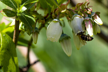 A bee on a blueberry flower. Blooming blueberries. Collect nectar. selective focus