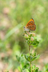 butterfly on a flower