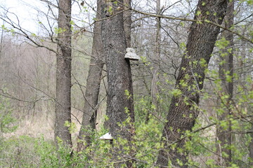 Mushrooms on a tree. Forest.