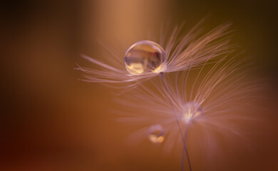 Natural background with dandelion and water drop