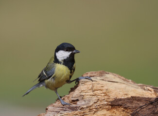 Obraz premium Great tit