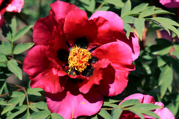 Large red flower of a tree peony. Bright flower for plant background