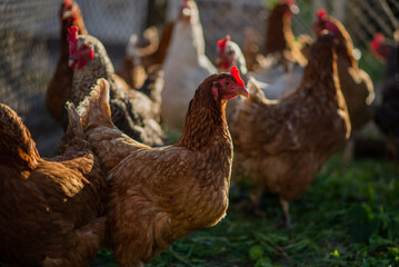 Chickens on a farm with a blurred background in the rays of the setting sun.