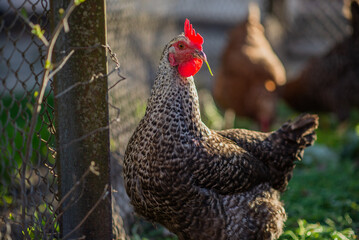 Chickens on a farm with a blurred background in the rays of the setting sun.