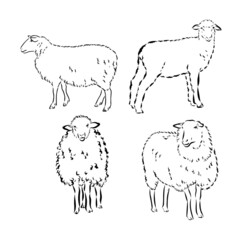 Sheep in sketch style. Vector illustration. Drawn by hand. Farm animals. Livestock
