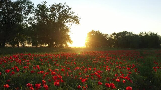 sunset in the poppy field