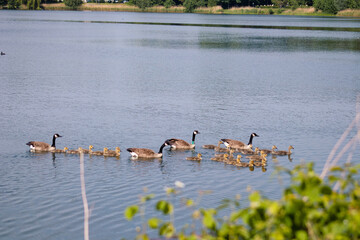 Geese with their offspring