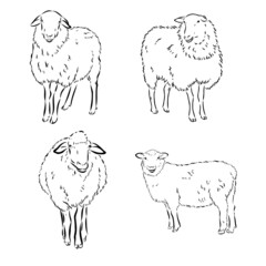 Sheep in sketch style. Vector illustration. Drawn by hand. Farm animals. Livestock