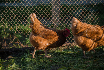 Chickens on a farm with a blurred background in the rays of the setting sun.