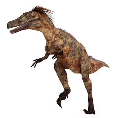 Fototapeta premium Austroraptor Dinosaur over White - Austroraptor was a carnivorous theropod dinosaur that lived in Argentina during the Cretaceous Period.