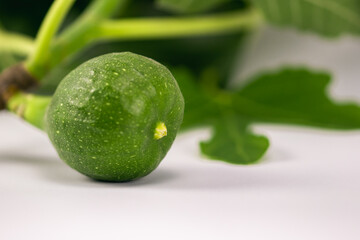 Green Common Fig fruit on a twig with leaves on a white background. Common Fig (Ficus carica).