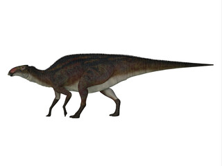 Brachylophosaurus Cretaceous Dinosaur - Brachylophosaurus was a herbivorous hadrosaur dinosaur that lived in North America during the Cretaceous Period.