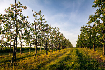 Fototapeta sad jabłkowy wiosną obraz