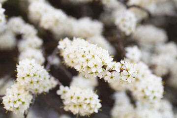 White tree blossom in springtime. tender flowers bathing in sunlight. Beautiful cherry blossom sakura. Blooming tree in spring, internet springtime banner. floral background.