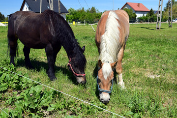 Fototapeta premium Dwa pasące się konie o różnych kolorach. Czarna zatoka i włosy Palomino pasące się na zielonej trawie.