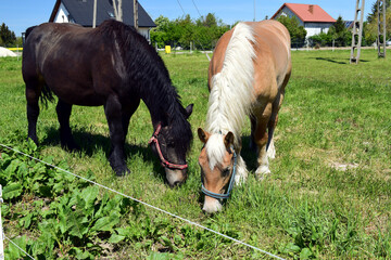Dwa pasące się konie o różnych kolorach. Czarna zatoka i włosy Palomino pasące się na zielonej trawie. © Klara