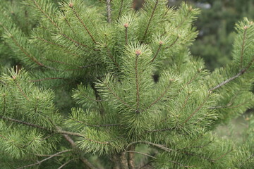 Beautiful young green spruce branches 