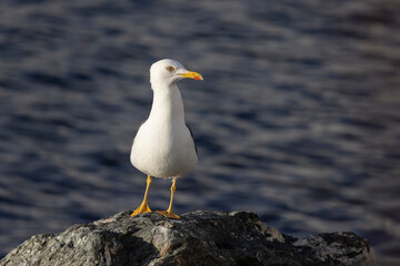 Large dark-blacked gull, Northern Norway,scandinavia,Europe