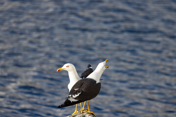 Large dark-blacked gull, Northern Norway,scandinavia,Europe