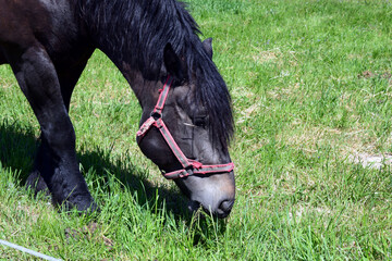 A grazing horse with a black bay coat with a beautiful, lush, light mane on the background of a green pasture. © Klara