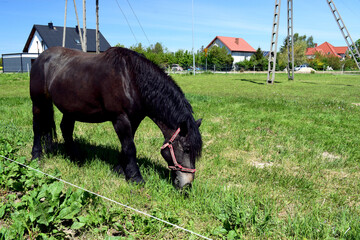A grazing horse with a black bay coat with a beautiful, lush, light mane on the background of a green pasture. © Klara