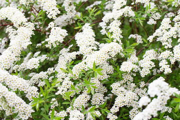 Blossom of Spirea nipponica Snowmound in springtime. White flowers of spirea in garden. Decorative flowering shrubs for landscape design. Spring floral background. Spirea branch