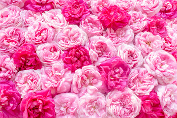 Pink and crimson roses.Beautiful floral holiday background.Tea Rose.Top view, soft focus