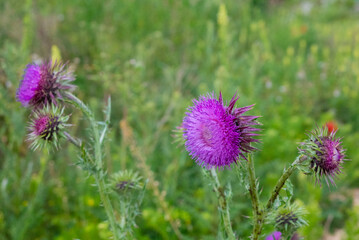 Chardon rose dans un champs