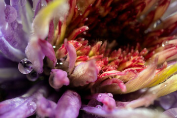 Macro of a clematis-blossom in various colors