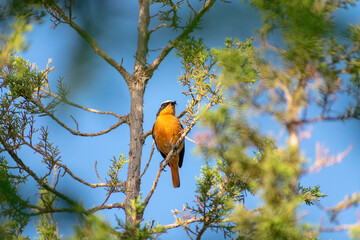 Male Moussier's redstart (Phoenicurus moussieri) 