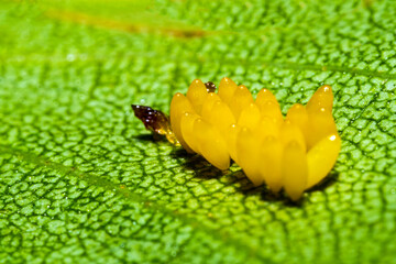 Macro of eggs of a ladybug