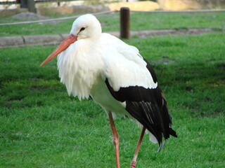 Stork resting